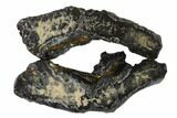 Mammoth Molar Slices In Case - South Carolina #135307-1